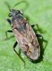 Peritrechus sp.